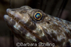 Look at these beautiful eyes.  by Barbara Schilling 